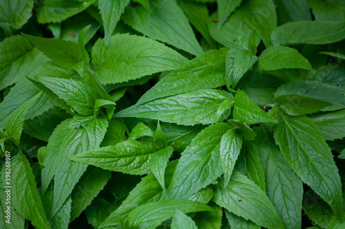 Mentha longifolia is a species in the genus Mentha. It is a very variable herbaceous perennial plant with a peppermint-scented aroma.