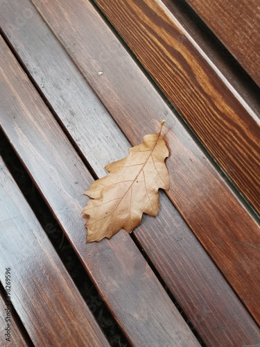 Yellow oak leaf on the wooden bench
