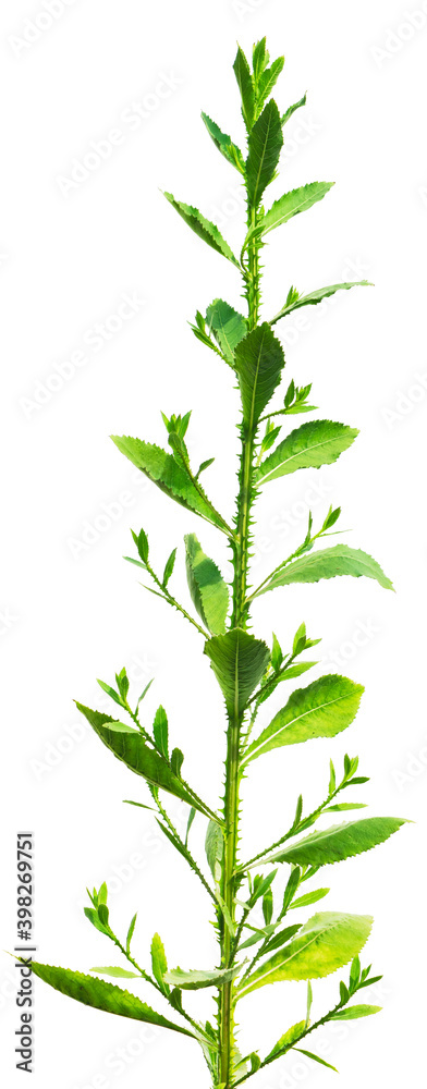 Naklejka premium peache leafs isolated on the white background