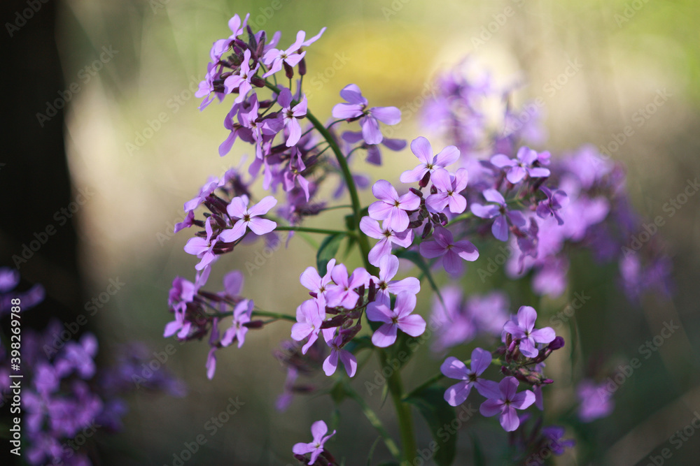 Beautifull purple flowers/