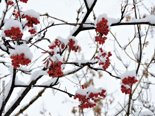 red berries on a branch in winter © Юлия Рогонова