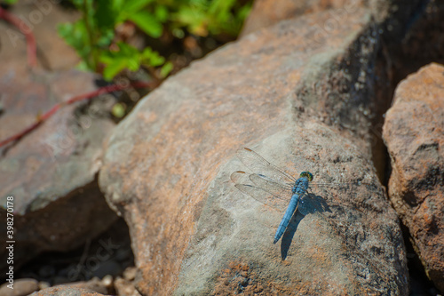 Blue dragon fly on a rock photo