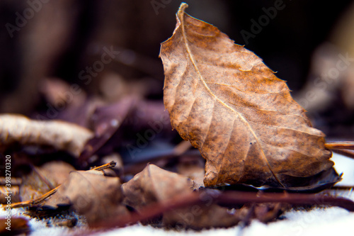 Dry autumn leaf on the snow.