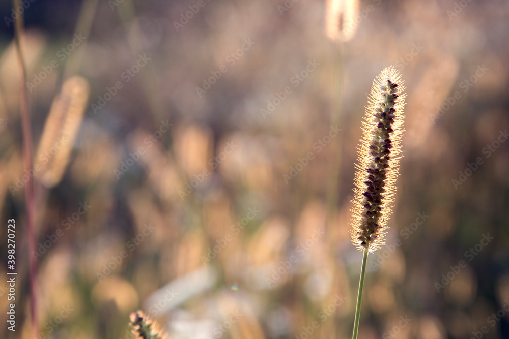 Field grass seeds in a meadow in the sunset light.