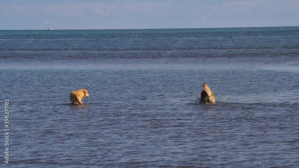 Dods play in the sea and funny moment
