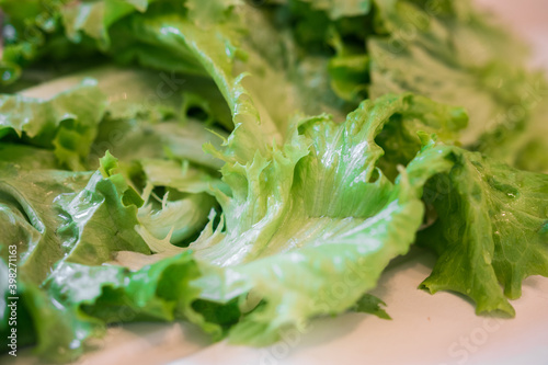 Green salad close up. Beautiful fresh organic vibrant plant leaf.