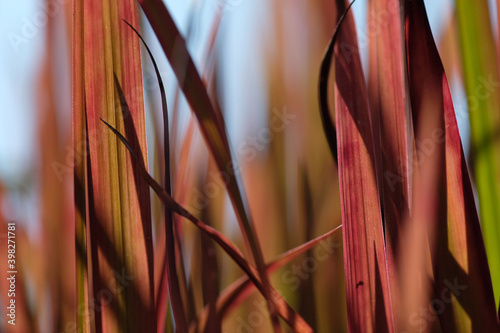 Long red and brown grasses in close-up in sharp sunlight. Horticulture. Natural background. Sunny day. Spring.