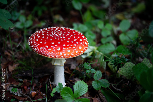 Fly agaric (Amanita muscaria) red cap poisonous mushroom with white spots in the forest. Toxic toadstool surrounded by forest berry leaves.
