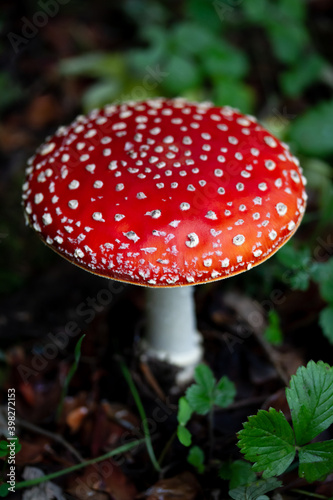 Close up of fly agaric (Amanita muscaria) red cap poisonous mushroom with white spots. Toxic toadstool