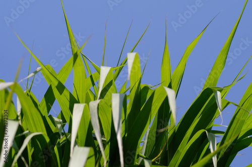 Long green grasses in close-up against a blue clear sky. Horticulture. Natural background. Sunny day. Spring.