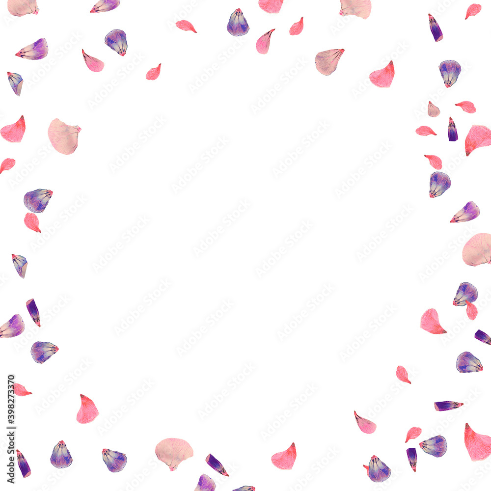 Scattered pink and purple dried flower petals on white background. Graphic design element. Valentines day. Romantic.