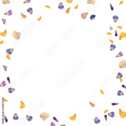 Scattered yellow and purple dried flower petals on white background. Graphic design element. Valentines day. Romantic. Midsummer.