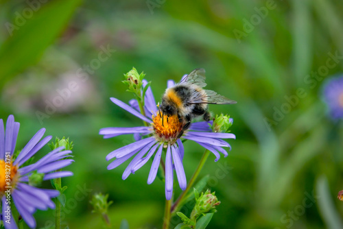 Bumblebee collects nectar on a wild aster flower. Bumblebee collects nectar from a flower.