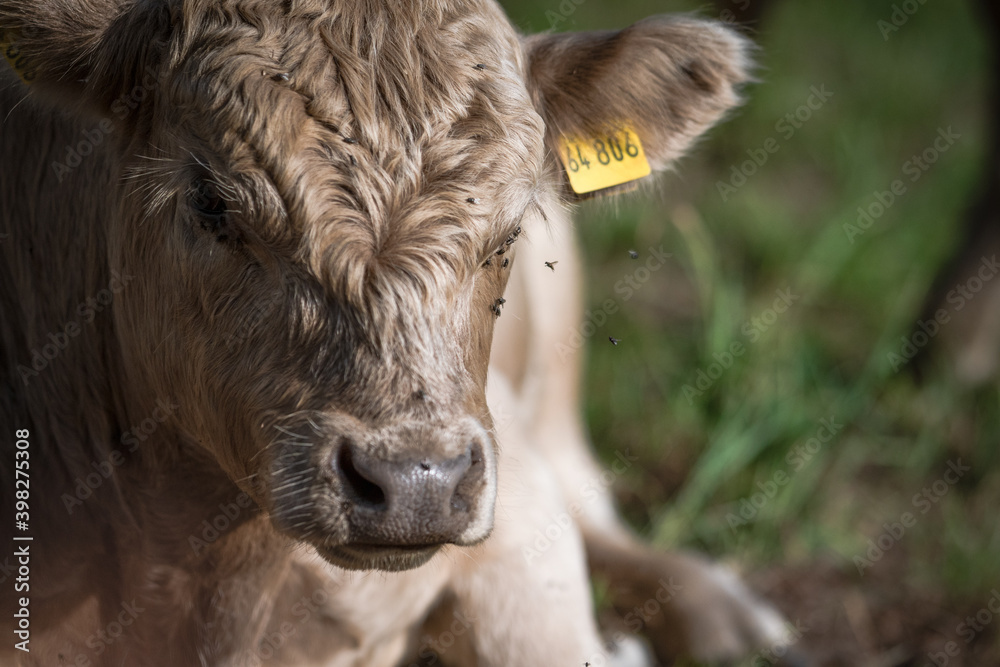 Fototapeta premium Weidefreiheit