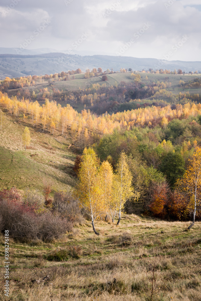Hills with birches bathed in the rays of the autumn sun