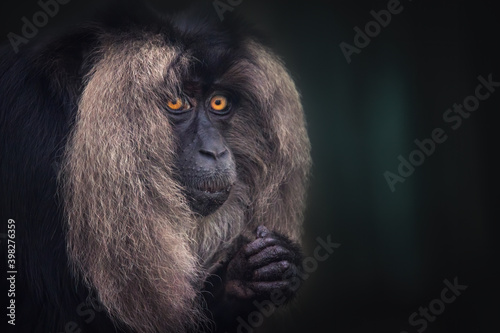 Macaca silenus looks thoughtfully at each other in a dark background. photo
