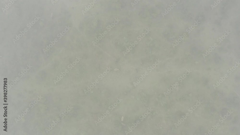 European bison herd grazing in a natural reserve, zooming through mist,Czechia. European bison herd grazing in a natural reserve, zooming through mist,Czechia.