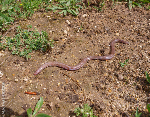 european worm lizard, Blanus cinereus in greece photo