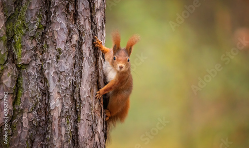 Curious squirrel on a tree bark in autumn colors