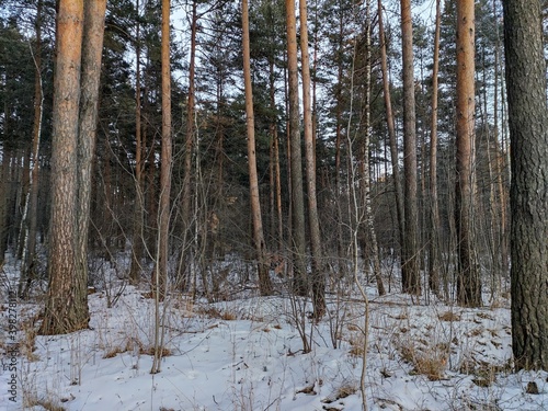 forest in winter