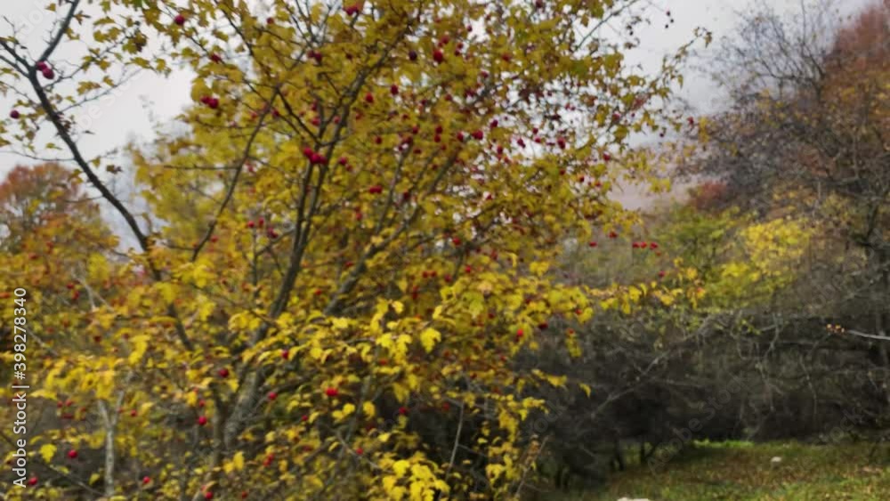 Autumn Red Wild Fruits On Colorful Bushes Shrubs with Yellow Green Leave in Hazy Day with Heavy Fog in Afternoon cloudy sky - Wilderness Survival Lifestyle in Hyrcanian UNESCO Forest Vaz Park Nature Autumn Red Wild Fruits On Colorful Bushes Shrubs with Yellow Green Leave in Hazy Day with Heavy Fog in Afternoon cloudy sky - Wilderness Survival Lifestyle in Hyrcanian UNESCO Forest Vaz Park Nature