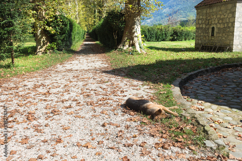 The sleeping dog on the road with fallen leaves in the Park, Salkhino.