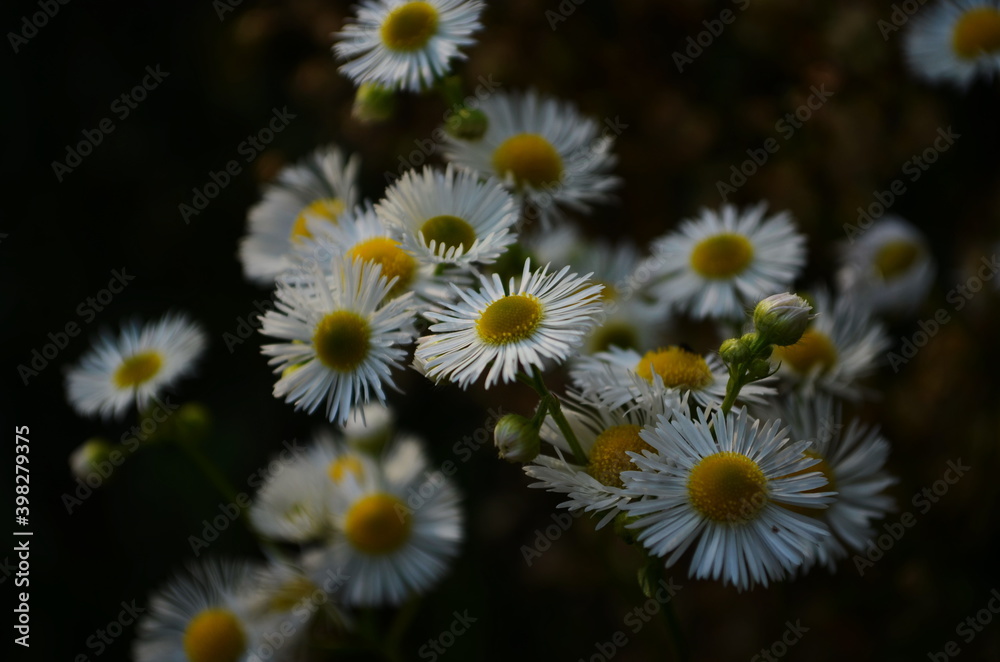 Fototapeta premium Chamomile field flowers border. Beautiful nature scene with blooming medical chamomilles in sun flare. Alternative medicine Spring Daisy.