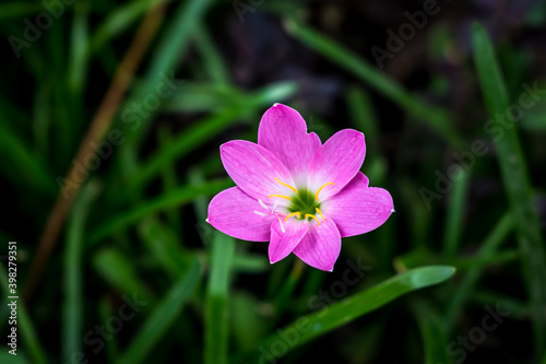 flower in the grass