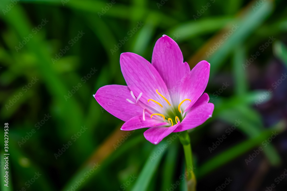 Pink Rain Lily flower background in bloom Pink Rain Lily flower background in bloom