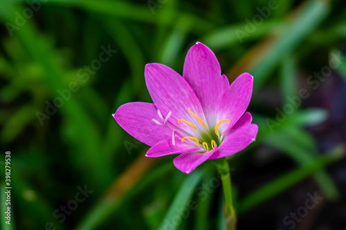 Pink Rain Lily flower background in bloom