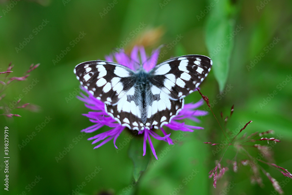 Naklejka premium Polowiec szachownica (. Agapetes galathea) coraz rzadszy motyl letnich łąk i ugorów