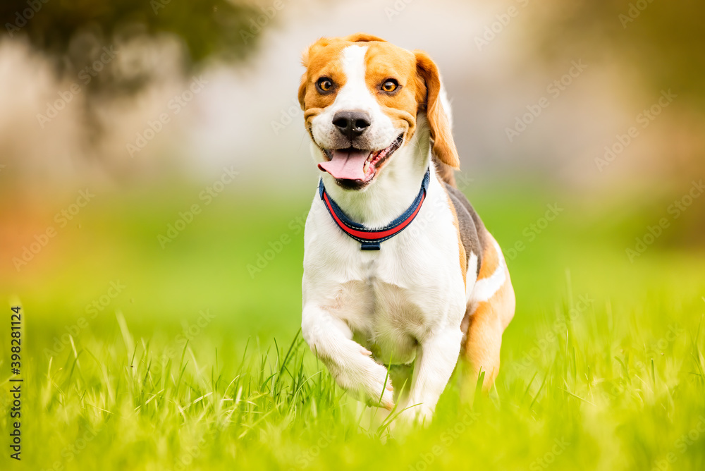 Beagle dog runs on a meadow with tongue out. Canine Background