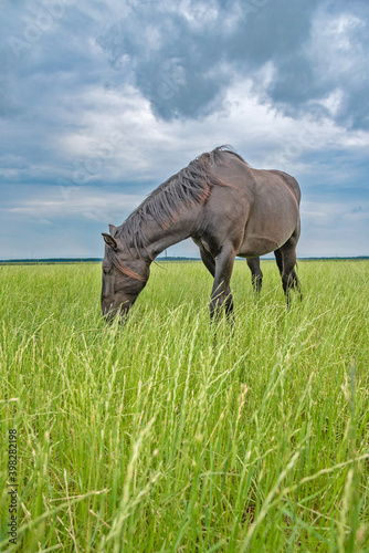 The horse grazes in the meadow in summer in cloudy weather. © shymar27