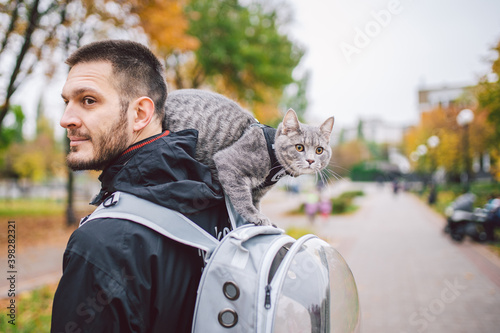 Photography Cute gray young cat dressed leash for cats outdoors in autumn park street,stands on shoulder of owner,back of man dressed transparent cat backpack,no face