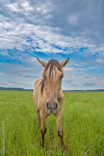 The horse grazes in the meadow in summer in cloudy weather. © shymar27