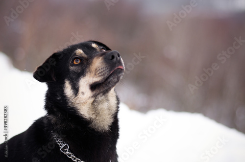 Cute mix breed black and tan dog winter portrait in snowy nature