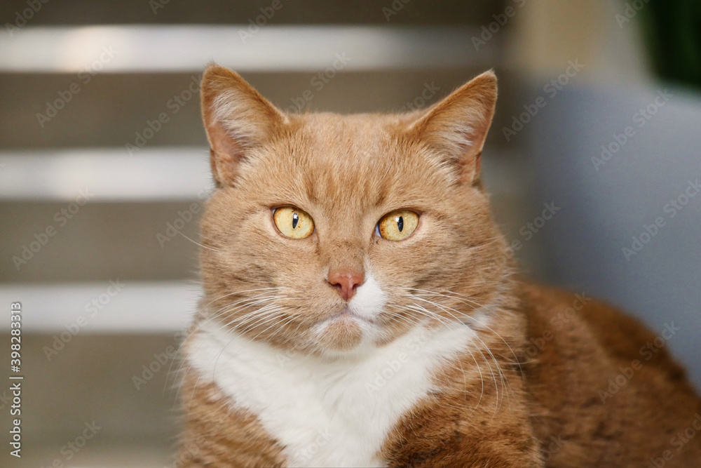 Tabby House Cat Portrait