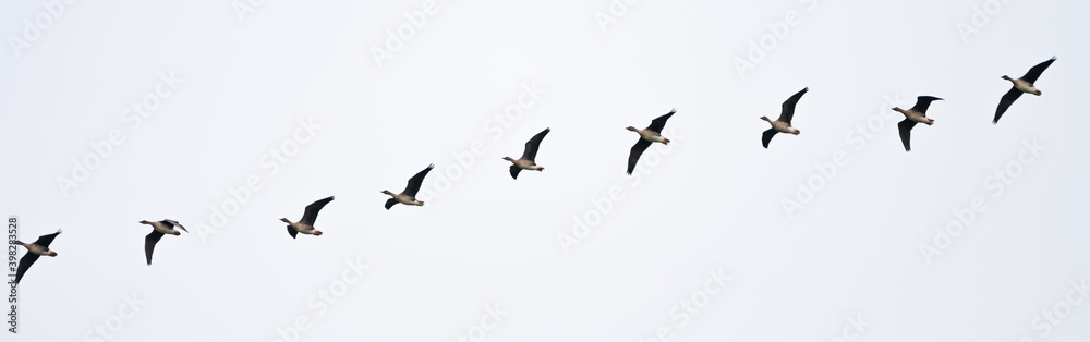 Fototapeta premium Zugvögel am Himmel, Gänse, Wildgänse in Formation, graugänse