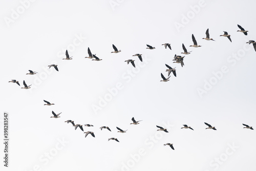 Wildgänse am Himmel, fliegende Gänse, Vogelwelt, Freiheit © Maximilian Beyers