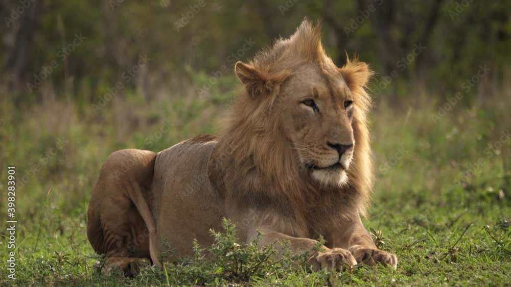 Adult male African Lion with mohawk mane sits peacefully on savanna Adult male African Lion with mohawk mane sits peacefully on savanna