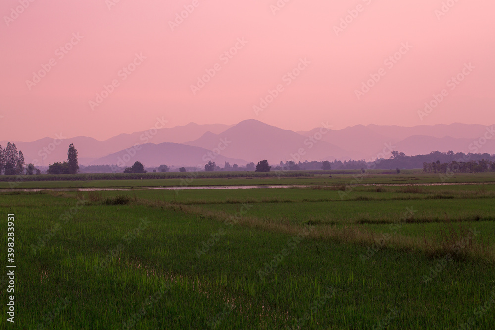 A big green rice field with green rice plants in rows as the sun sets over another day in Asia.