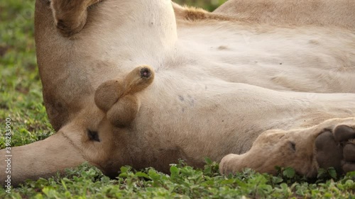 Unique and graphic: Erect male African lion penis returns to relaxed state photo