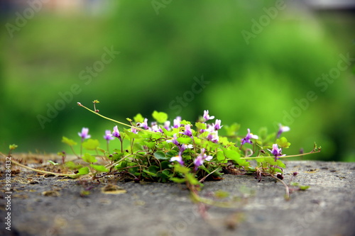 Spontaneous plant with lilac flowers on stone and a contrasting green background
