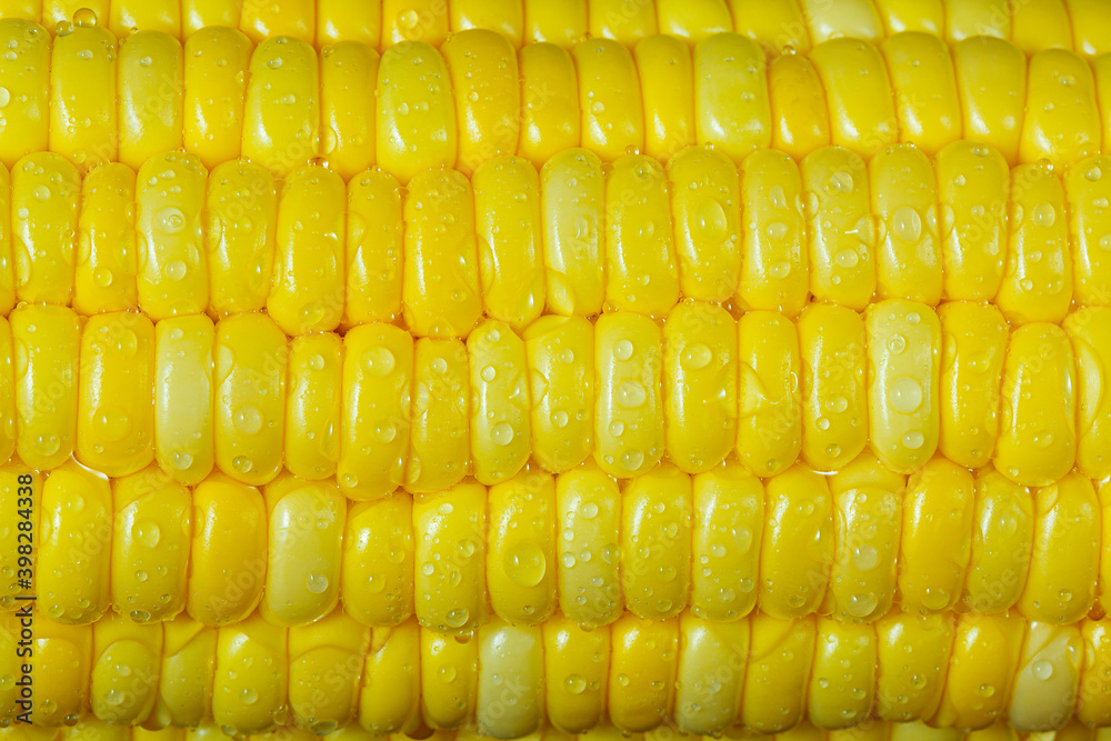 yellow corn as a background. macro yellow corn as a background. macro