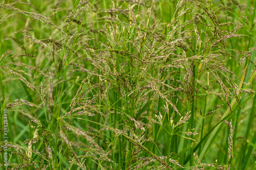 Countryside meadow grass and wild field flowers Countryside meadow grass and wild field flowers