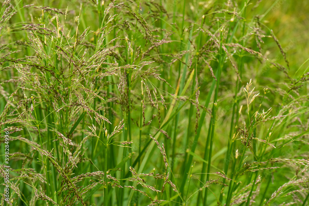 Countryside meadow grass and wild field flowers Countryside meadow grass and wild field flowers