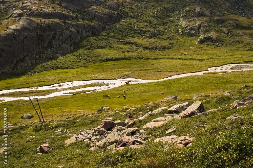 Cows grazing are drinking in a stream in the italian Alps (Trentino, Italy, Europe) Cows grazing are drinking in a stream in the italian Alps (Trentino, Italy, Europe)