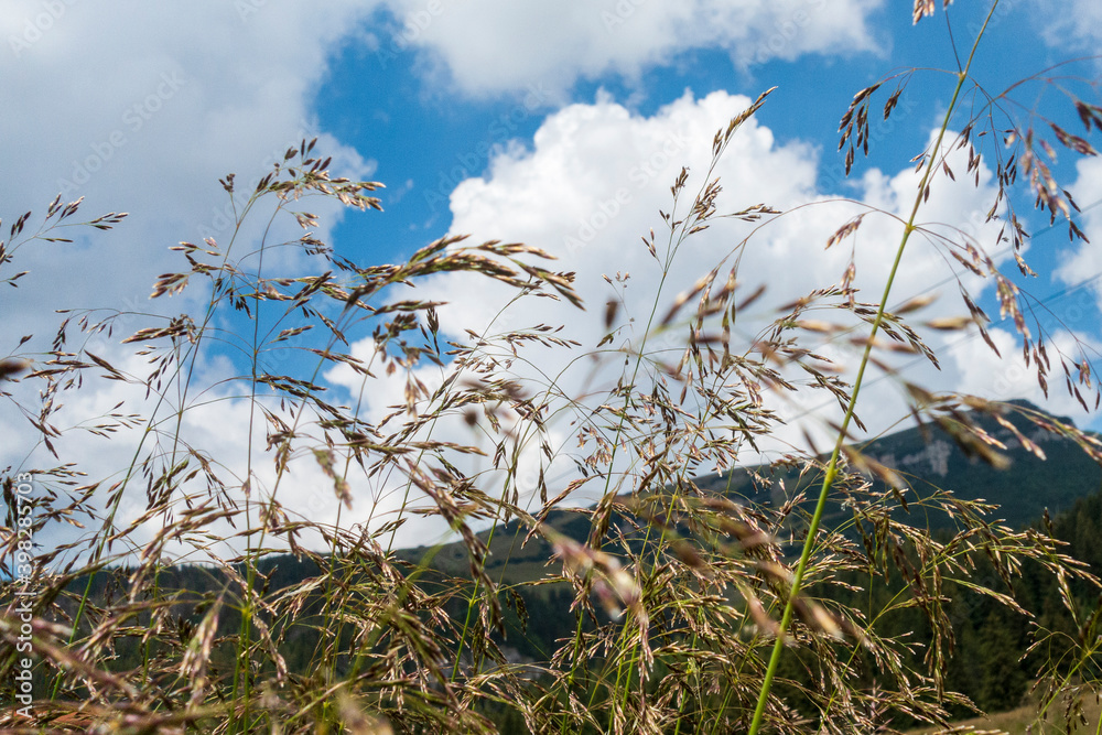 Obraz premium Countryside meadow grass and wild field flowers