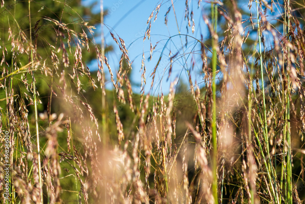 Countryside meadow grass and wild field flowers Countryside meadow grass and wild field flowers