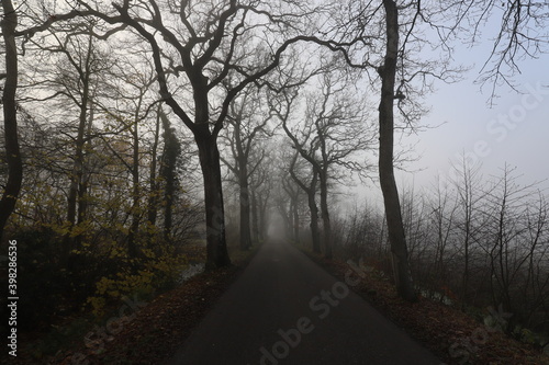 A quiet Dutch country road at the end of autumn surrounded by fog.